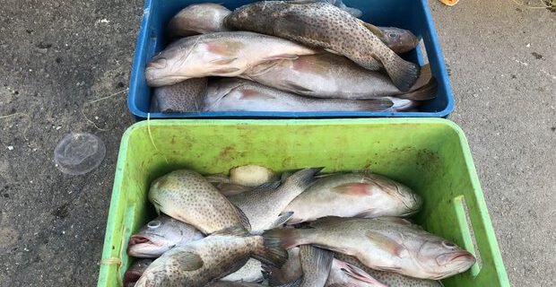 ۱۲۰۰ کیلوگرم ماهی قاچاق در آستارا توقیف شد