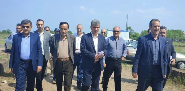پایان تجهیز و نوسازی ۱۹۱ هکتار از شالیزار‌های آستانه اشرفیه