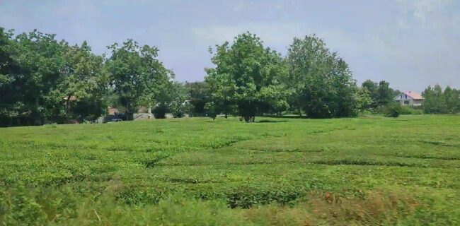 آغاز برداشت برگ سبز چای در آستانه اشرفیه