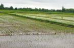 نشاء ۷۰ درصد شالیزار‌های گیلان