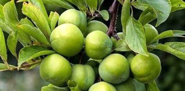 آغاز برداشت گوجه سبز یا آلوچه از باغ‌های گیلان