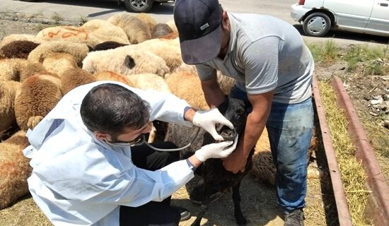 آماده باش ۳۹ گروه بهداشتی و شرعی در گیلان برای نظارت بر ذبح دام در عید قربان