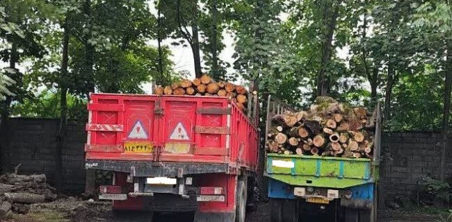کشف بیش از ۱۵ تن چوب قاچاق در شهرستان لنگرود