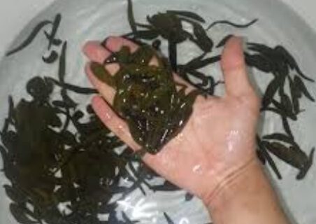 کشف حدود ۲ هزار نخ زالوی غیرمجاز در بندرانزلی