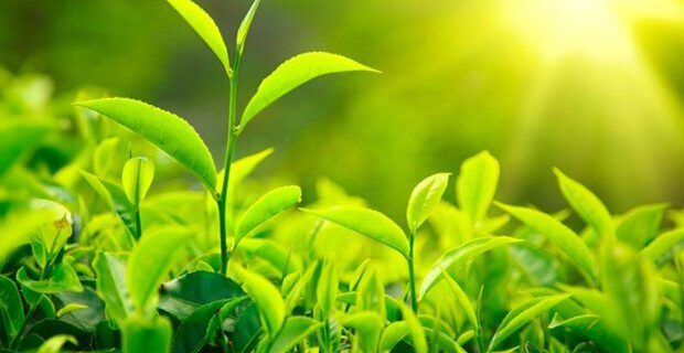 تداو هوای گرم و آفتابی تا ۳ روز آینده